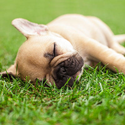 Placeholder Project Title 5